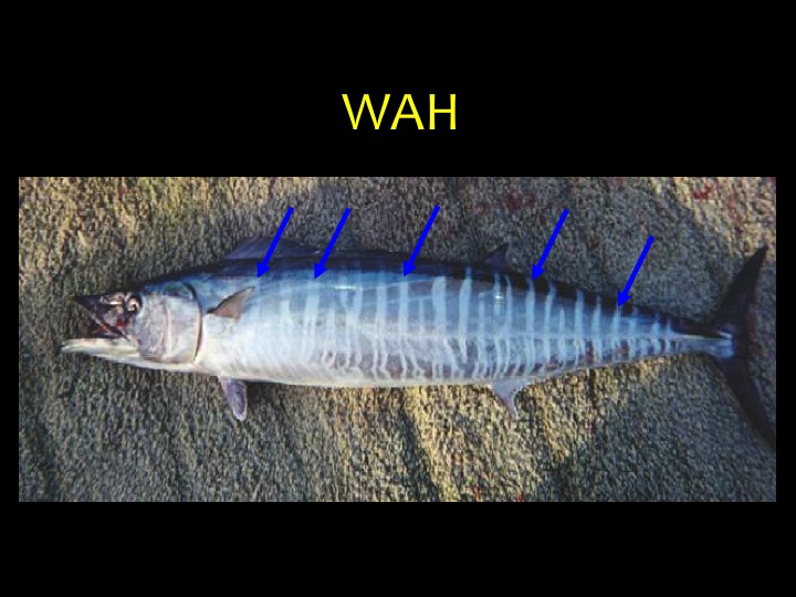 Wahoo (WAH): A long body shape with vertical bars across most of the body (blue arrows) (Photo: Fukofuka & Itano, 2007)