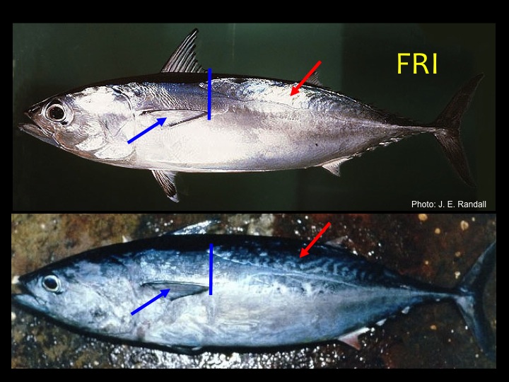 Frigate Tuna (FRI): Scaleless area on the dorsal posterior (top rear) area (red arrow), short pectoral fin that reaches just past the start of the scaleless area (blue bars and arrows) (Photo: J.E. Randall)