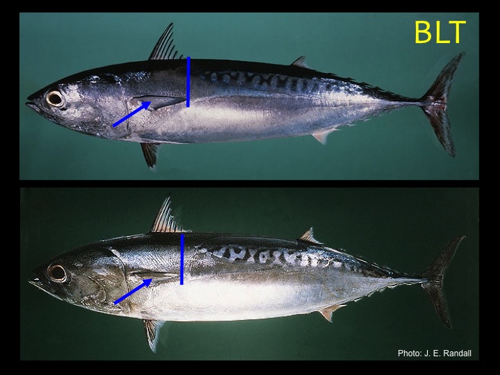 Bullet Tuna (BLT): Similar to the frigate tuna, except that the pectoral fin does NOT reach past the start of the scaleless area (Photo: Fukofuka & Itano, 2007)