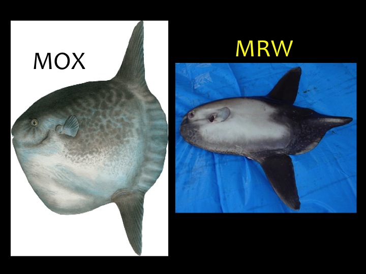 Ocean Sunfish (MOX) and Sharptail Sunfish (MRW). (Photo: Fukofuka & Itano, 2007)
