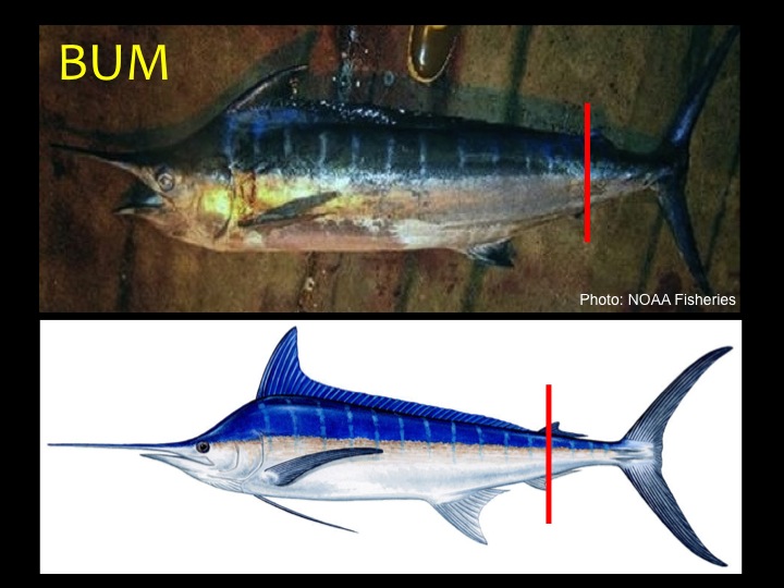 Blue Marlin (BUM): First dorsal fin height is ½ to ¾ of body depth, pectoral fins are nearly straight (not curved), blue-black color on upper half of body with white/silver below, second dorsal fin slightly behind the second anal fin (red bar) (Photo: Fukofuka & Itano, 2007)