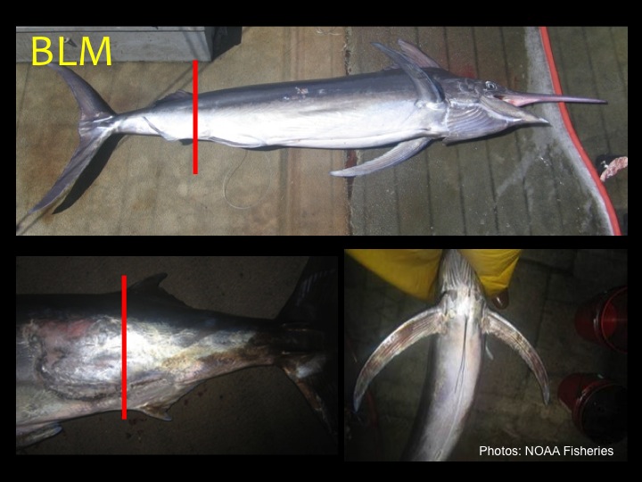 Black Marlin (BLM): First dorsal fin height is ½ or less body depth, pectoral fins are curved and stick out from the body, blue-black color on upper half of body with white/silver below, second dorsal fin slightly in front the second anal fin (red bar) (Photo: Fukofuka & Itano, 2007)