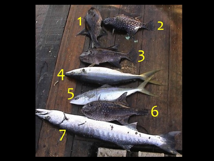 1, 2, 3, 6 = Spotted Oceanic Triggerfish (TRI) 4, 5 = Rainbow Runner (RRU) 7 = Great Barracuda (GBA) (Photo: Fukofuka & Itano, 2007)