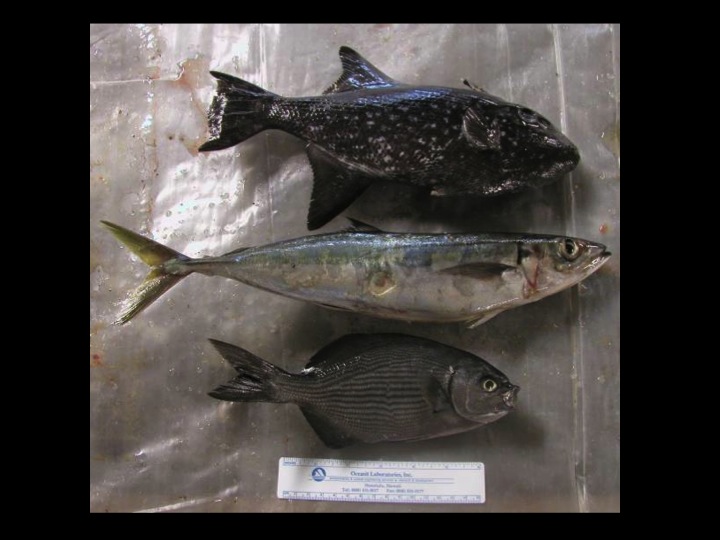 From top: spotted oceanic triggerfish (TRI), mackerel scad (MSD) and blue sea chub (KYC) (Photo: Fukofuka & Itano, 2007)