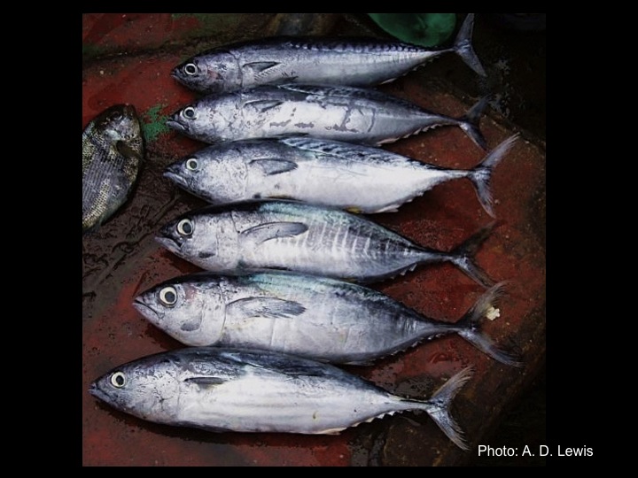 From top: BLT, FRI, KAW, YFT, BET, SKJ. (Photo: Fukofuka & Itano, 2007)