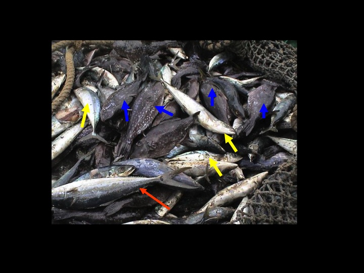 All frozen specimens: Mackerel scads (yellow arrow) Oceanic triggerfish (blue arrow) Rainbow runner (red arrow) (Photo: Fukofuka & Itano, 2007)