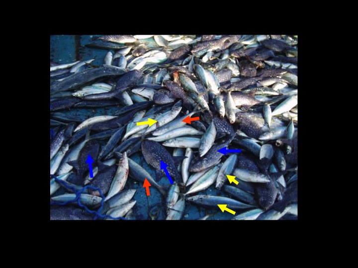 Mackerel scads (yellow arrow) Oceanic triggerfish (blue arrow) Rainbow runner (red arrow) (Photo: Fukofuka & Itano, 2007)
