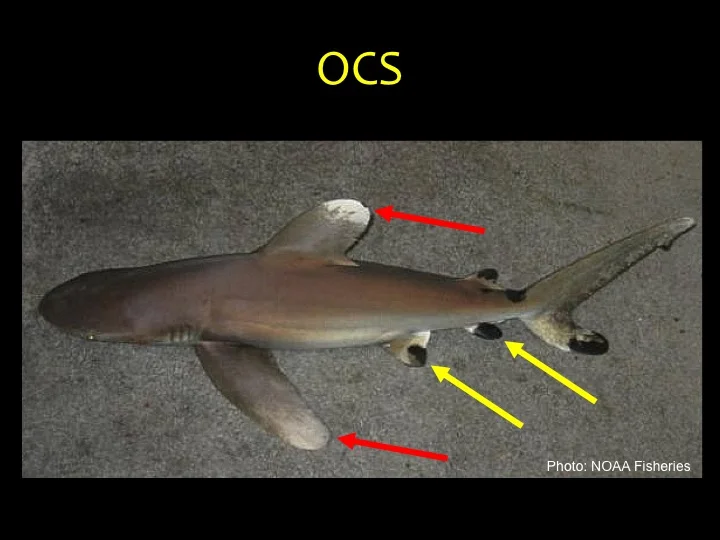 Oceanic Whitetip Shark (OCS): large rounded first dorsal and pectoral fins with white or mottled tips (red arrows), flattened head and curved snout, small fins may have black tips (yellow arrows). (Photo: NOAA Fisheries)