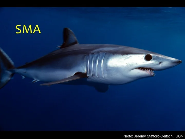 Shortfin Mako Shark (SMA): A pointed, cone-shaped snout, long gill slits behind the head, long and exposed teeth, and a dark, deep blue back, with a white belly (Photo: Jeremy Stafford-Deitsch_IUCN)