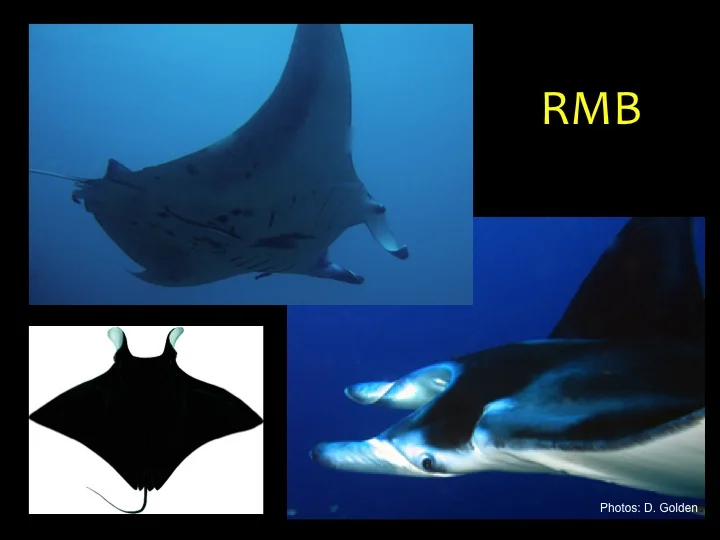 Giant Manta Ray (RMB): Very large body (up to 9 m across) with broad head and projections on either side of the mouth, near-black to black on top and whitish on the underside, short and thin tail usually without a spine (Photo: D. Golden)