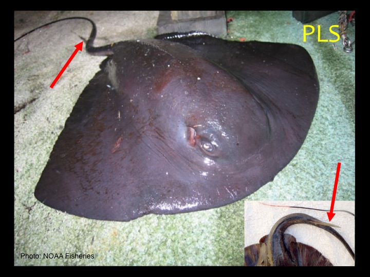 Pelagic Stingray (PLS): A wedge-shaped body much wider than it is long, non-protruding eyes, dark purple coloration, and a robust spine (red arrows) (Photo: NOAA Fisheries)