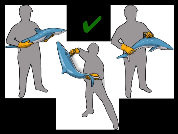 Proper handling positions for small sharks (Photo: Poisson et al 2012)