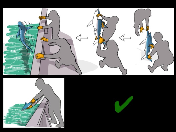 Proper and handling of medium-sized sharks, and correct release positions (Photo: Poisson et al 2012)