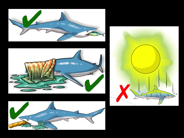 For a shark that cannot be released immediately, keep it cool (out of the sun, with a wet towel draped lightly over its head), and with a fish in its mouth to prevent bites or a hose to allow it to breathe (Photo: Poisson et al 2012)