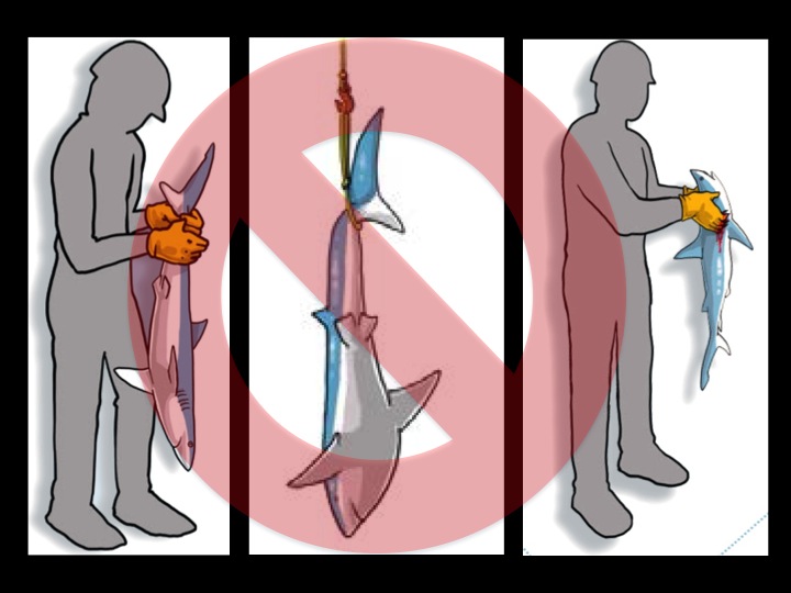 Do NOT hold a shark by its tail, or from its gills (Photo: Poisson et al 2012)