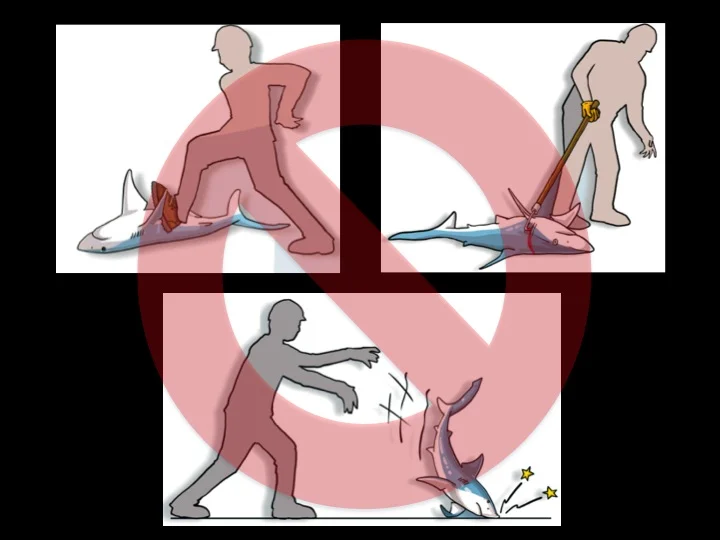 Do NOT step on a shark, handle it with a gaff or other sharp object, or throw it on the ground, as all of these actions can severely damage its internal organs (Photo: Poisson et al 2012)