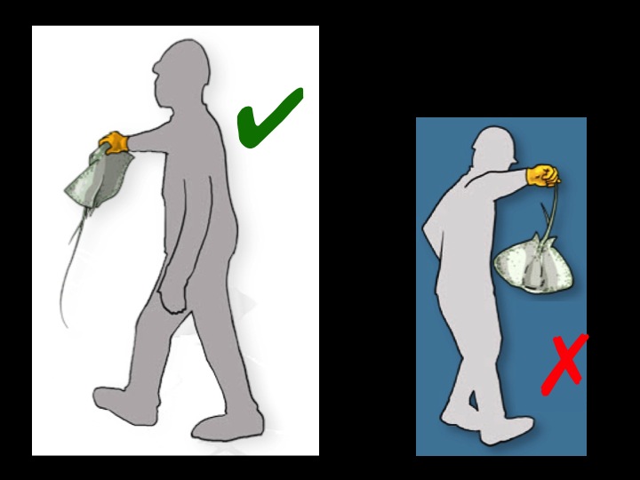 When handling a sting ray, hold it by its body and away from your body to avoid injury from its spine. Do NOT carry it by its tail. These instructions also apply to small manta rays, which can be safely carried with a person holding each wing. (Photo: Poisson et al 2012)
