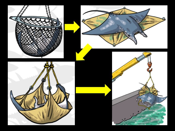 Alternatively, the manta ray can be brailed onto a tarp on deck that is then lifted by the crane and released over the side. (Photo: Poisson et al 2012)
