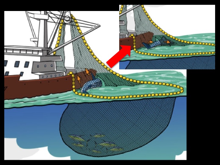 If the whale shark is at the surface and separated from the tunas, the animal can tear the net (or a crew member can cut a few meters of net in front of the animal’s head), and then swim freely out of the net. (Photo: Poisson et al 2012)