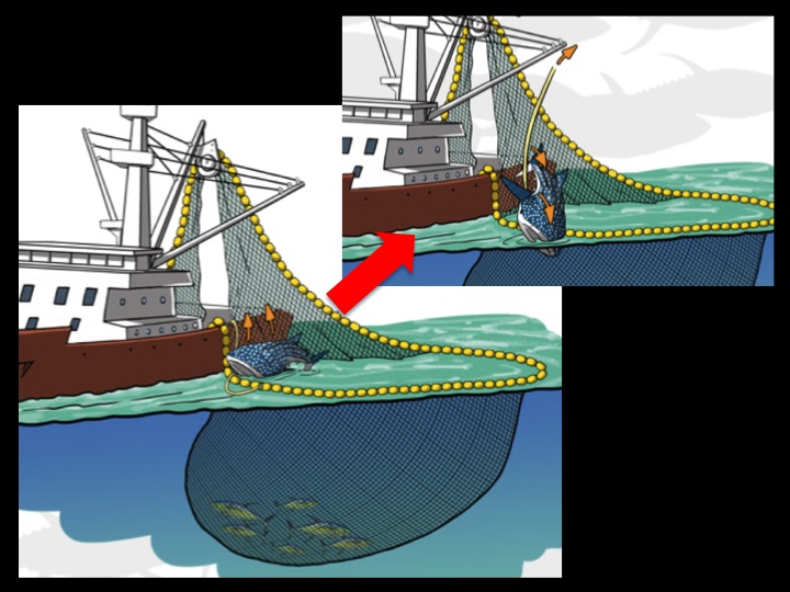 An alternative technique requires the crew in charge of the net hauling operation to use the winch and the capstan to bring the whale shark close to the hull, onto the floatline, and then roll it outside the bunt. In this case, a rope placed under the animal and attached to the floatline could help roll the whale shark out of the net. (Photo: Poisson et al 2012)