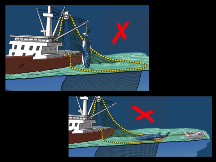 A whale shark should NEVER be pulled by its tail. (Photo: Poisson et al 2012)