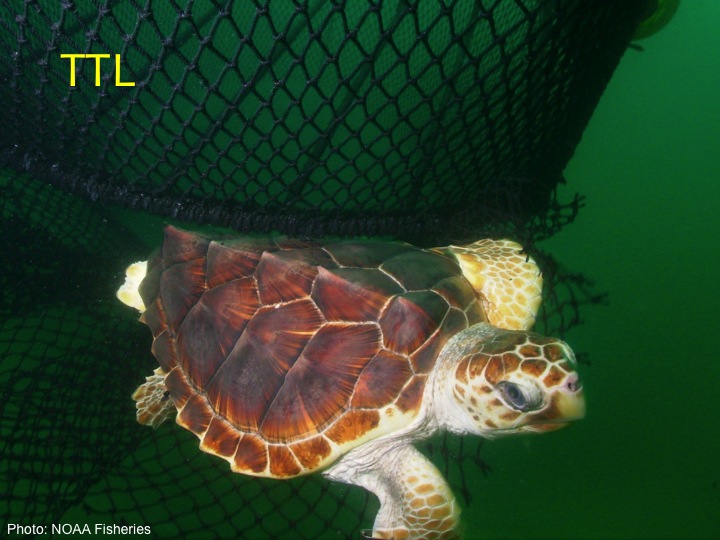 Loggerhead (TTL): A wide, blocklike head, four prefrontal scales (two pairs) between its eyes, with five central plates going down its back and five lateral plates on each side (Photo: NOAA Fisheries)