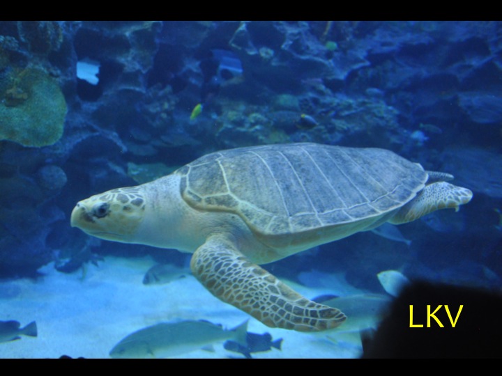 Olive Ridley Turtle (LKV): A small species with a gray-green shell, with five central plates, and five to nine pairs of lateral plates (the other turtles will never have more than five) 