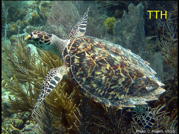 Hawksbill (TTH): A sharp, hawklike beak, and the only turtle whose plates on its top shell overlap, like shingles on a roof (Photo: C. Rogers, USGS)