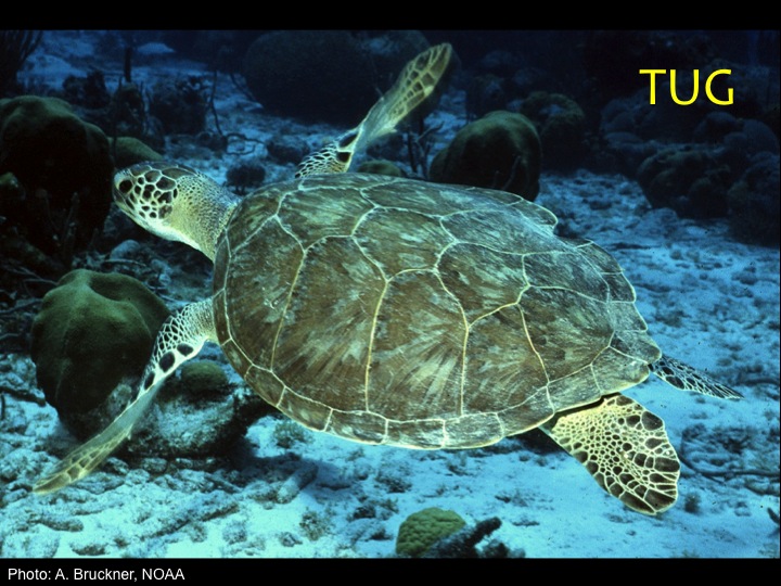 Green Turtle (TUG): Just two prefrontal scales between the eyes (unlike the other turtles with four or five), and a smooth oval shells that is brown and yellow-green in younger individuals, and darker green in adults (Photo: A. Bruckner, NOAA)