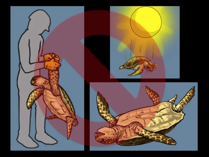 Do not lift the turtle by its flippers or use sharp objects (e.g., gaffs) to retrieve them. Do not leave turtles in the sun or lying on their backs. (Photo: Poisson et al 2012)