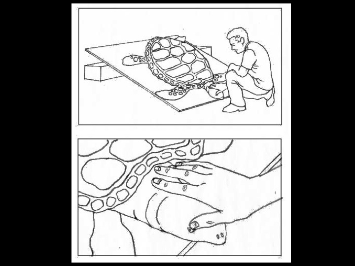 Recovery of an unconscious turtle: place the turtle on a tilted surface with its hindquarters approximately 15 cm higher than its head, and check the turtle’s reflexes by touching its tail or eyelid every three hours.