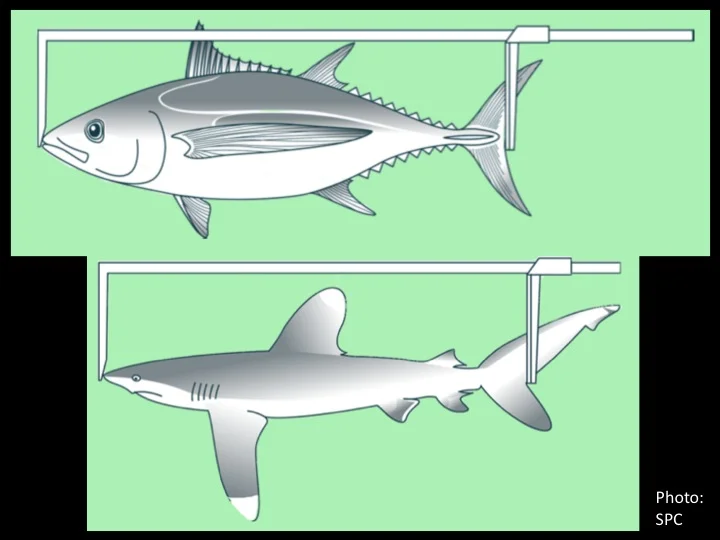 FL (upper jaw/snout to fork in tail): for tuna and all other fish with a fork in the tail (including sharks) (Photo: SPC)