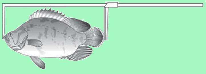 TL (total length): for all species with no fork in tail (Photo: SPC)
