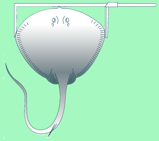 TW (total width): for rays (Photo: SPC)