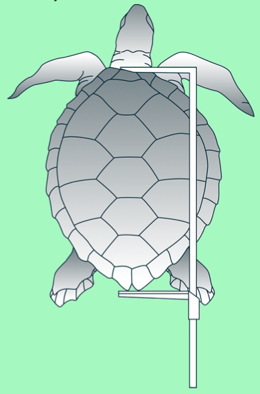 CL (carapace length): for turtles (Photo: SPC)