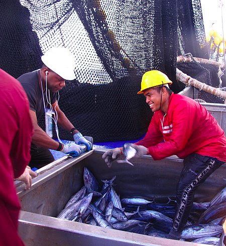 Sampling tuna lengths (Photo: David Itano)