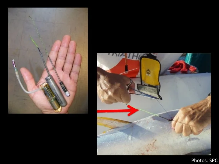 Archival tags are miniature computerized data recorders that are surgically implanted into the tuna’s body (antenna, red arrow). (Photo: SPC)