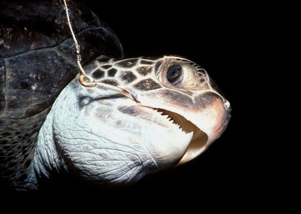 (Photo: NOAA)