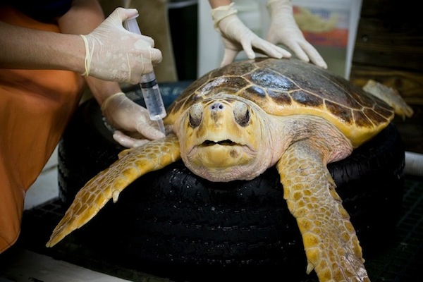 Tires: a good platform on which to set the turtle while dehooking, and a place to keep it safe and secure while it recovers on deck. (Photo: Paul Zoeller)