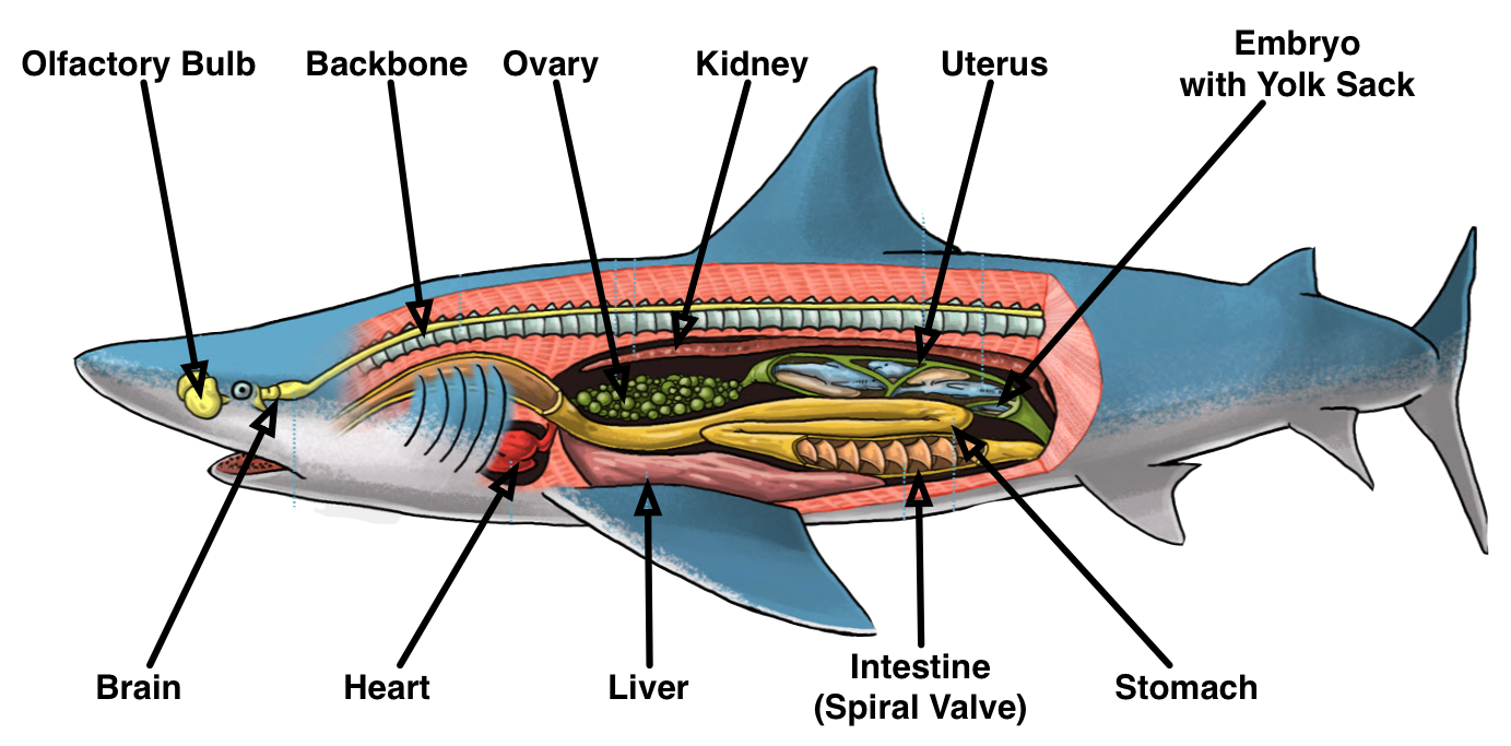 Какую функцию выполняет спинной мозг у акулы. Нервная система акулы схема. Мозг акулы. Анатомия акулы. Внутреннее строение акулы.