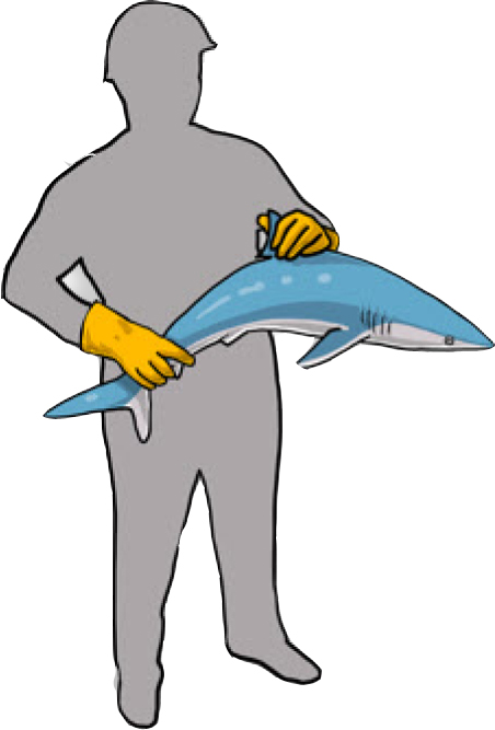 One hand on the dorsal (top) fin and the other holding the body from below (Poisson et al, 2012)