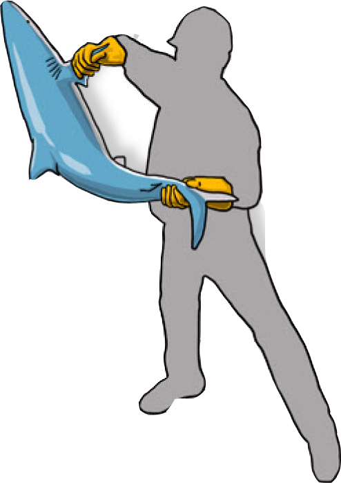 One hand on the pectoral (side) fin and the other holding the tail (Poisson et al, 2012)