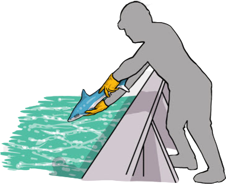 Release the fish by pointing its head down toward the water and dropping it in (Poisson et al, 2012)
