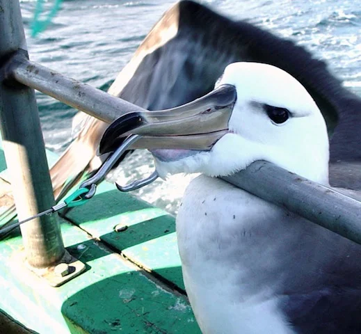 Hooked bird (Dimas Gianuca, Projeto Albatroz)