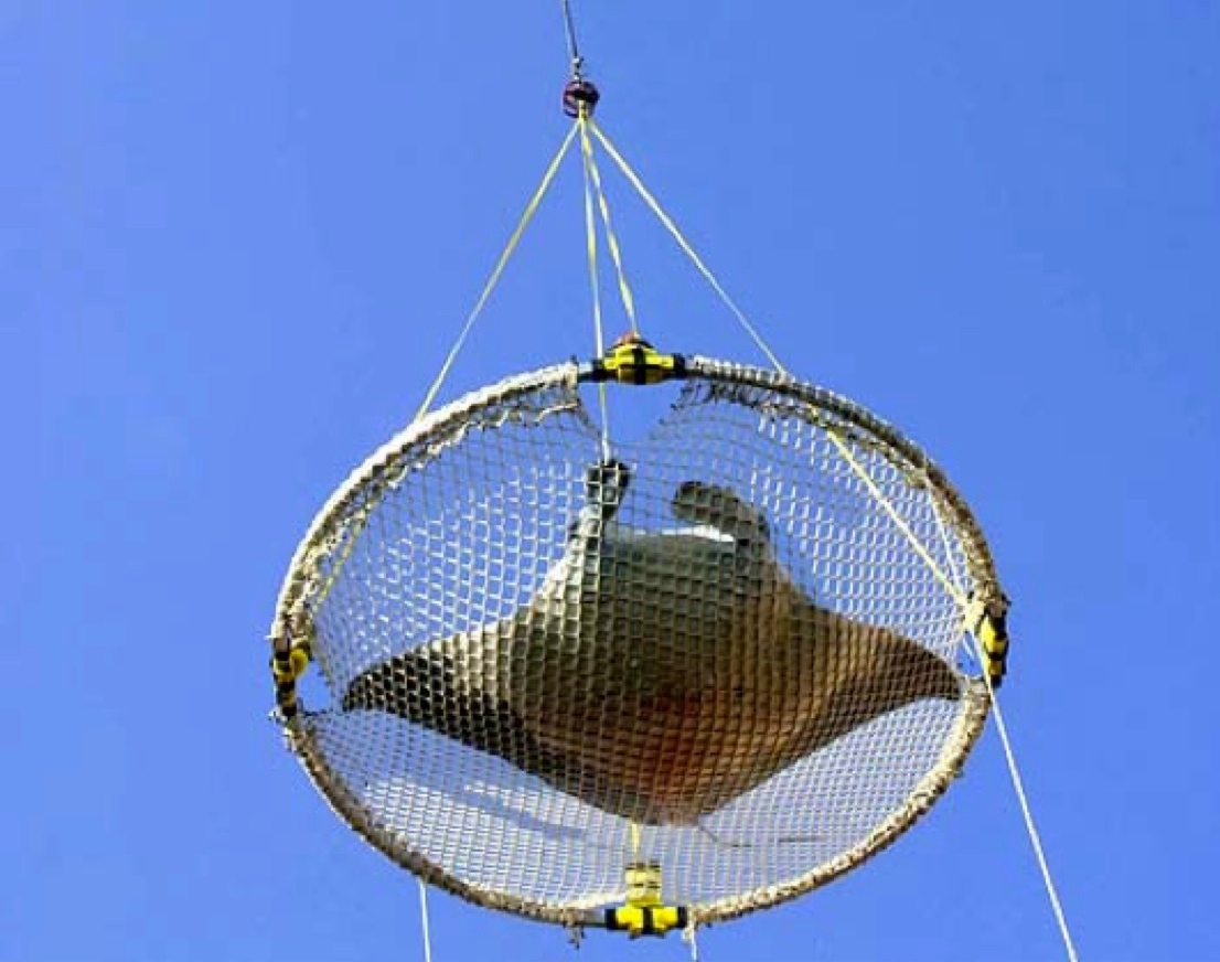 If the animal can’t be released directly from the brailer (e.g., by tipping one edge), then large sharks, rays, and other fish (e.g., moonfish) can be returned to the sea using a piece of net, plastic tarp, or canvas that can be lifted by the crane. The material should be ready on deck before brailing, and when a large animal is encountered, it can be placed on the material, which is then hooked up to the crane and lifted over board.