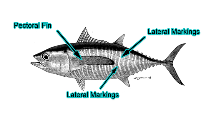 Small Yellowfin Tuna (Photo: Schafer, 1999)