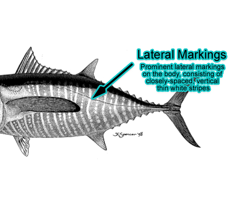 Lateral Markings (Photo: Schafer, 1999)