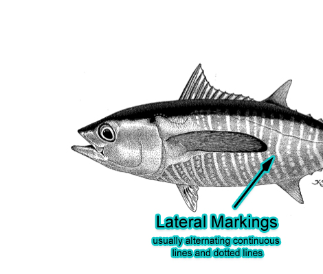 Lateral Markings (Photo: Schafer, 1999)