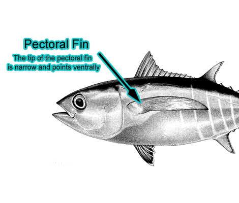 Pectoral Fin (Photo: Schafer, 1999)