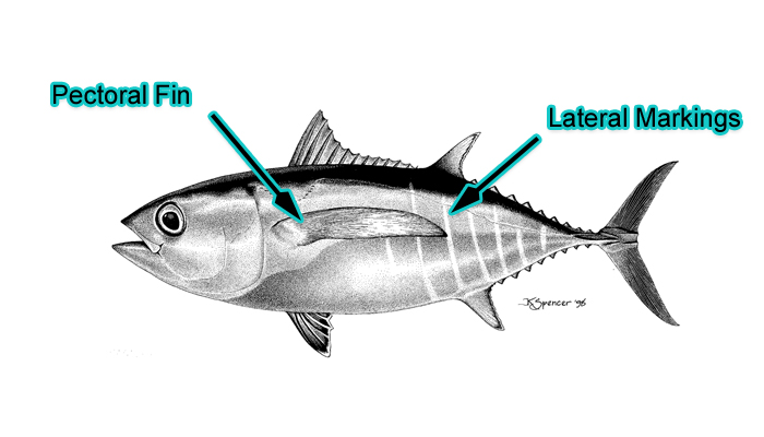 Small Bigeye Tuna (Photo: Schafer, 1999)